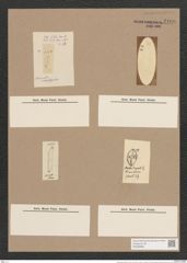 Pleurosigma obscurum W.Sm. (de-Toni-Nr.: Genus 13, Species 1043) Zeichnungen Sammlung Grunow Nr. 2106 (NHMW-BOT-W0368985)